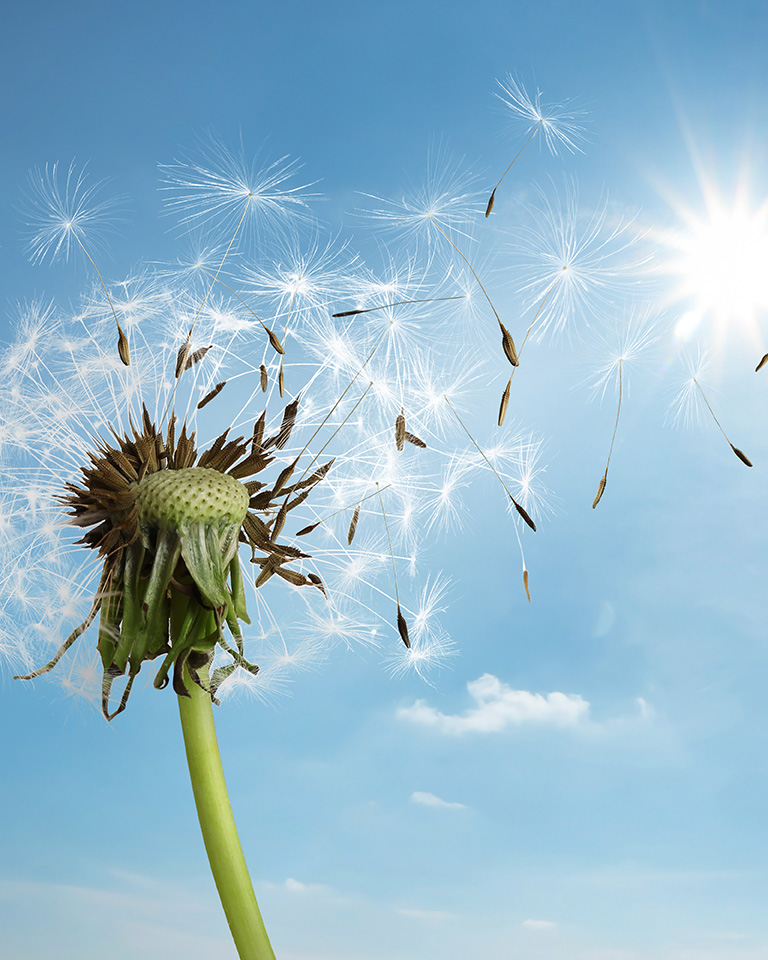 Dandelion blowing in the sun representing grief and loss counseling in NY and NJ