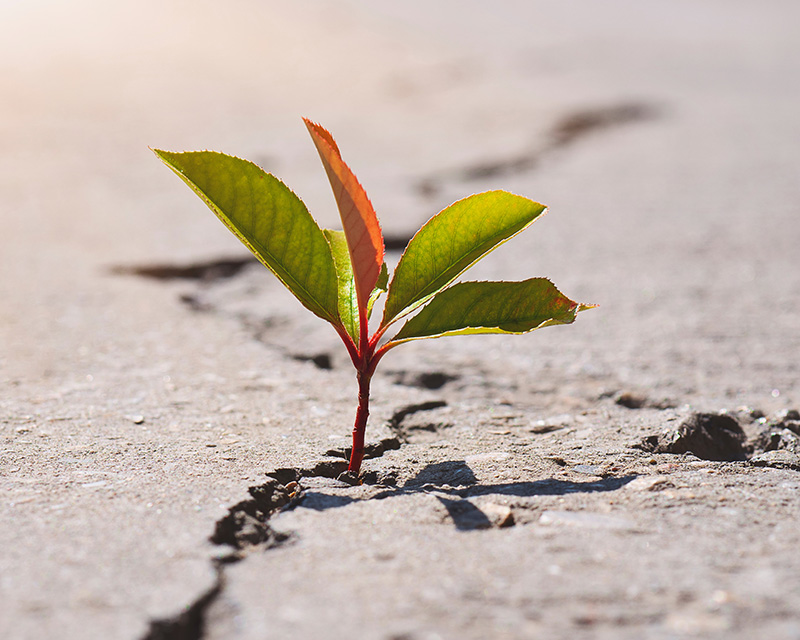 Plant growing through a crack in the sidewalk for healing after trauma therapy in NJ and NY